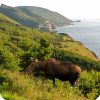 A moose grazes near the Cabot Trail in Inverness County